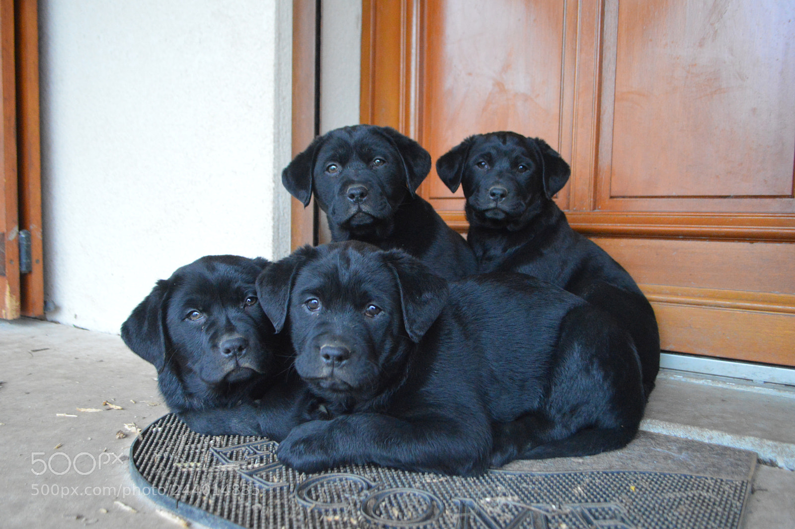 Nikon D3200 sample photo. Puppy's photography