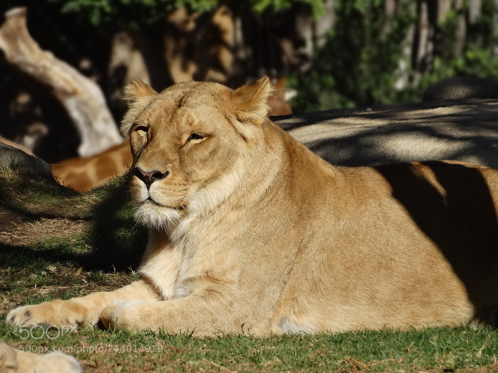 Sony Cyber-shot DSC-HX300 sample photo. Lion photography