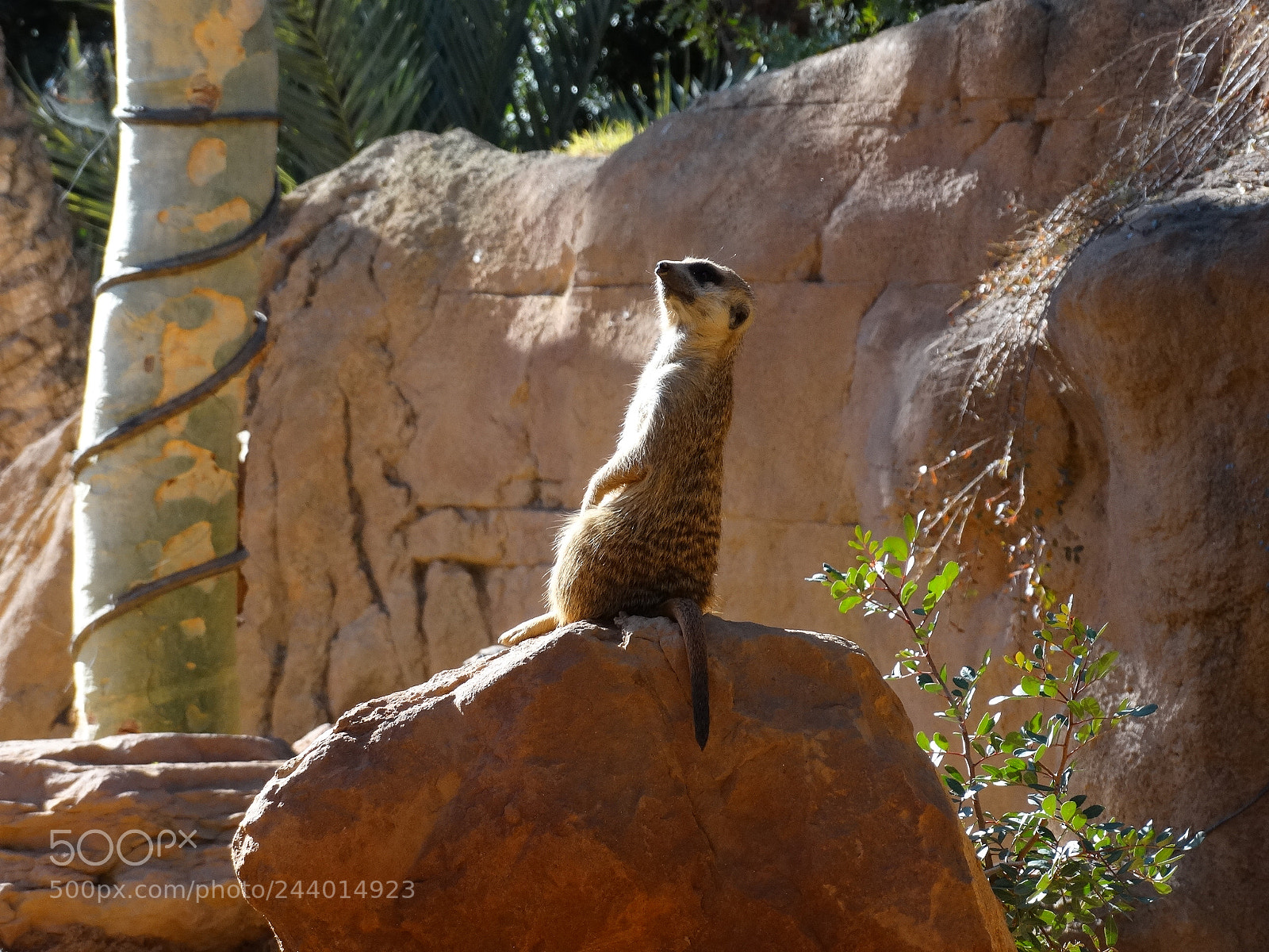 Sony Cyber-shot DSC-HX300 sample photo. Suricata photography