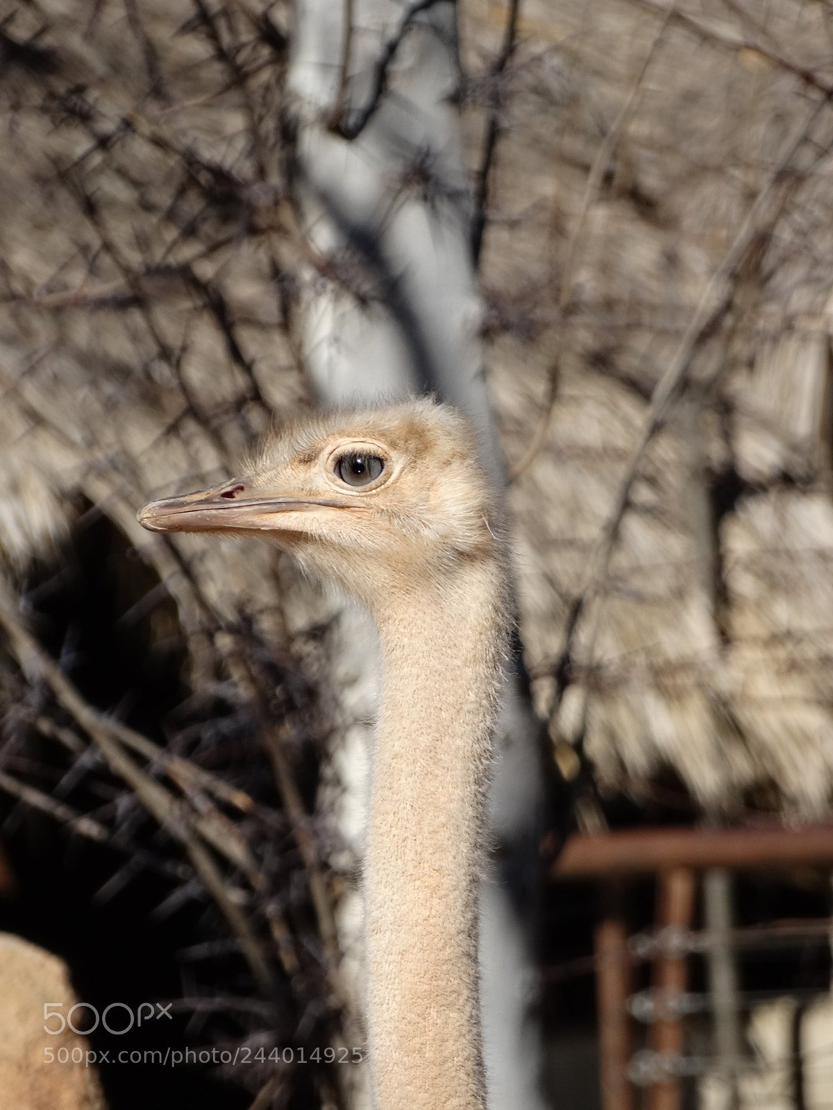 Sony Cyber-shot DSC-HX300 sample photo. Avestruz photography