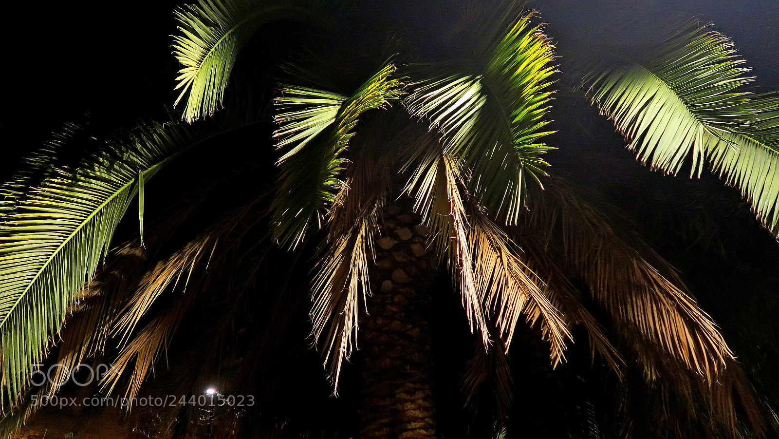 Canon PowerShot G7 X sample photo. Palmeras photography