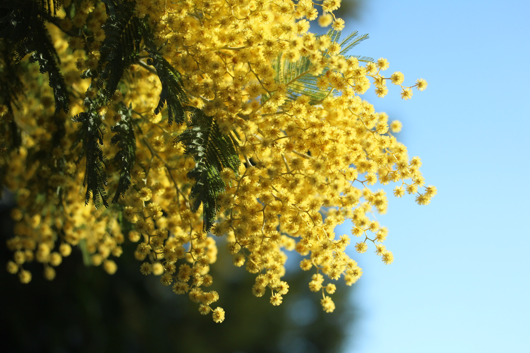 Canon EF-S 60mm F2.8 Macro USM sample photo. Img photography