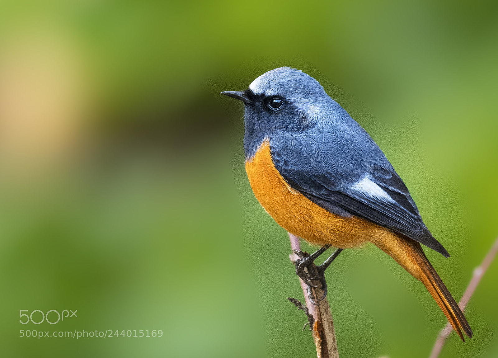 Nikon D7500 sample photo. Blue fronted redstart photography