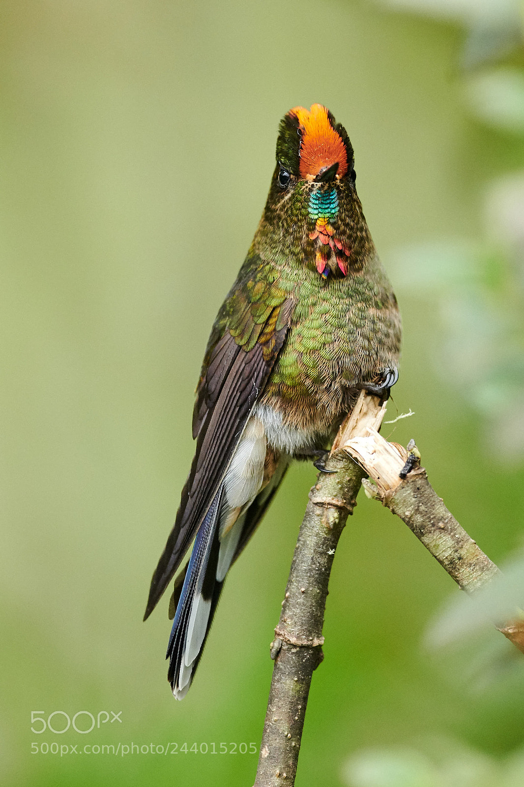 Nikon D850 sample photo. Perched rainbow bearded tornbill photography