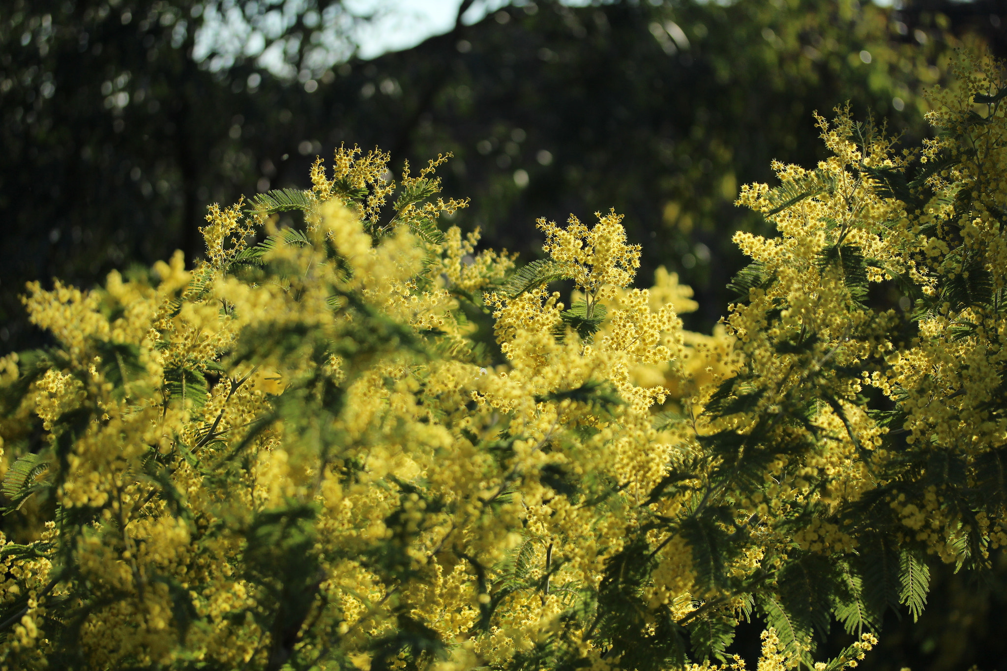 Canon EF-S 60mm F2.8 Macro USM sample photo. Img photography