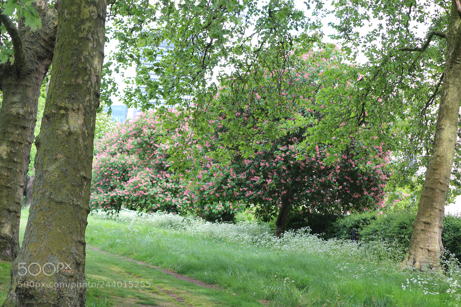 Canon EOS 650D (EOS Rebel T4i / EOS Kiss X6i) sample photo. Img photography
