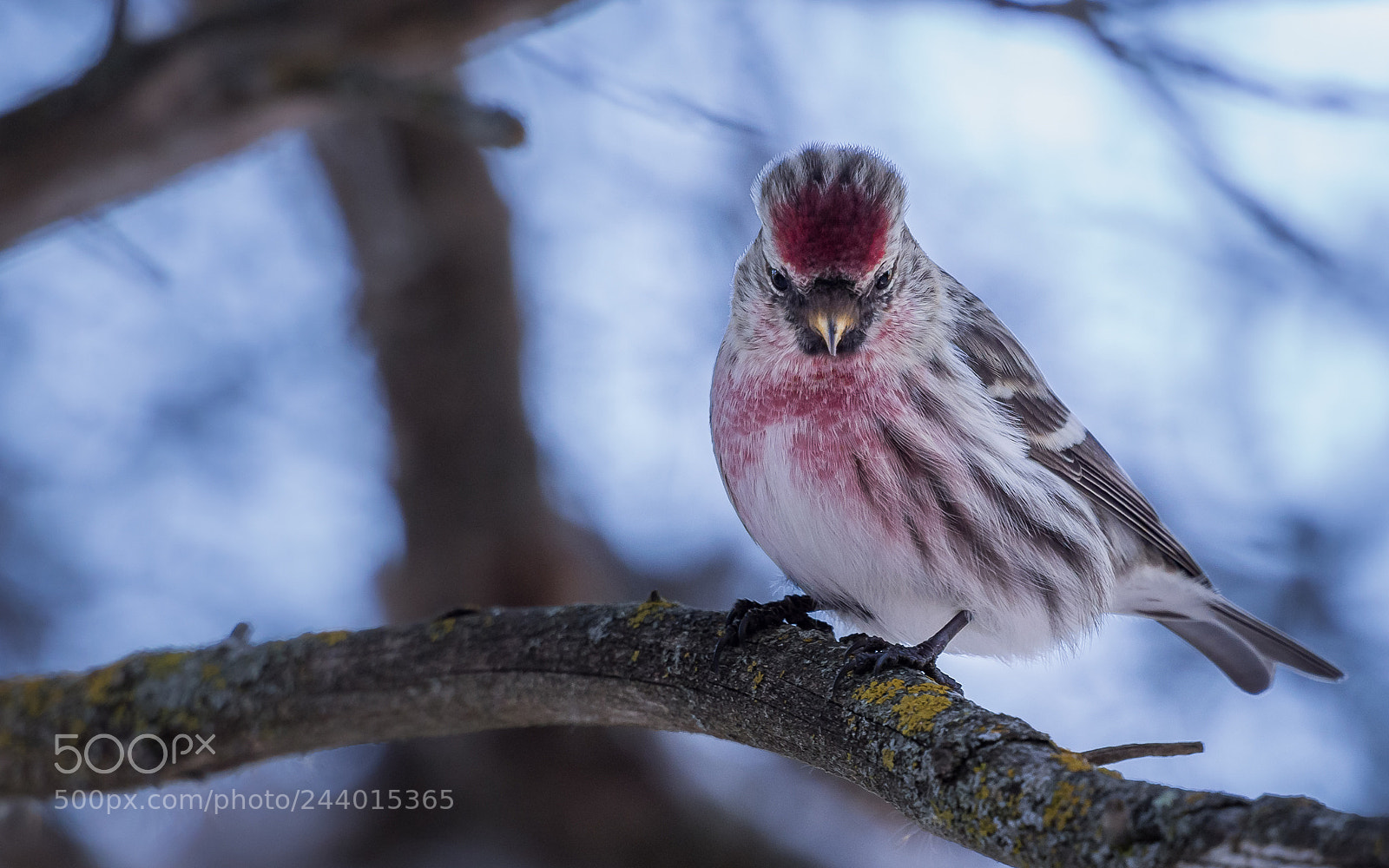 Olympus OM-D E-M5 sample photo. Common redpoll photography