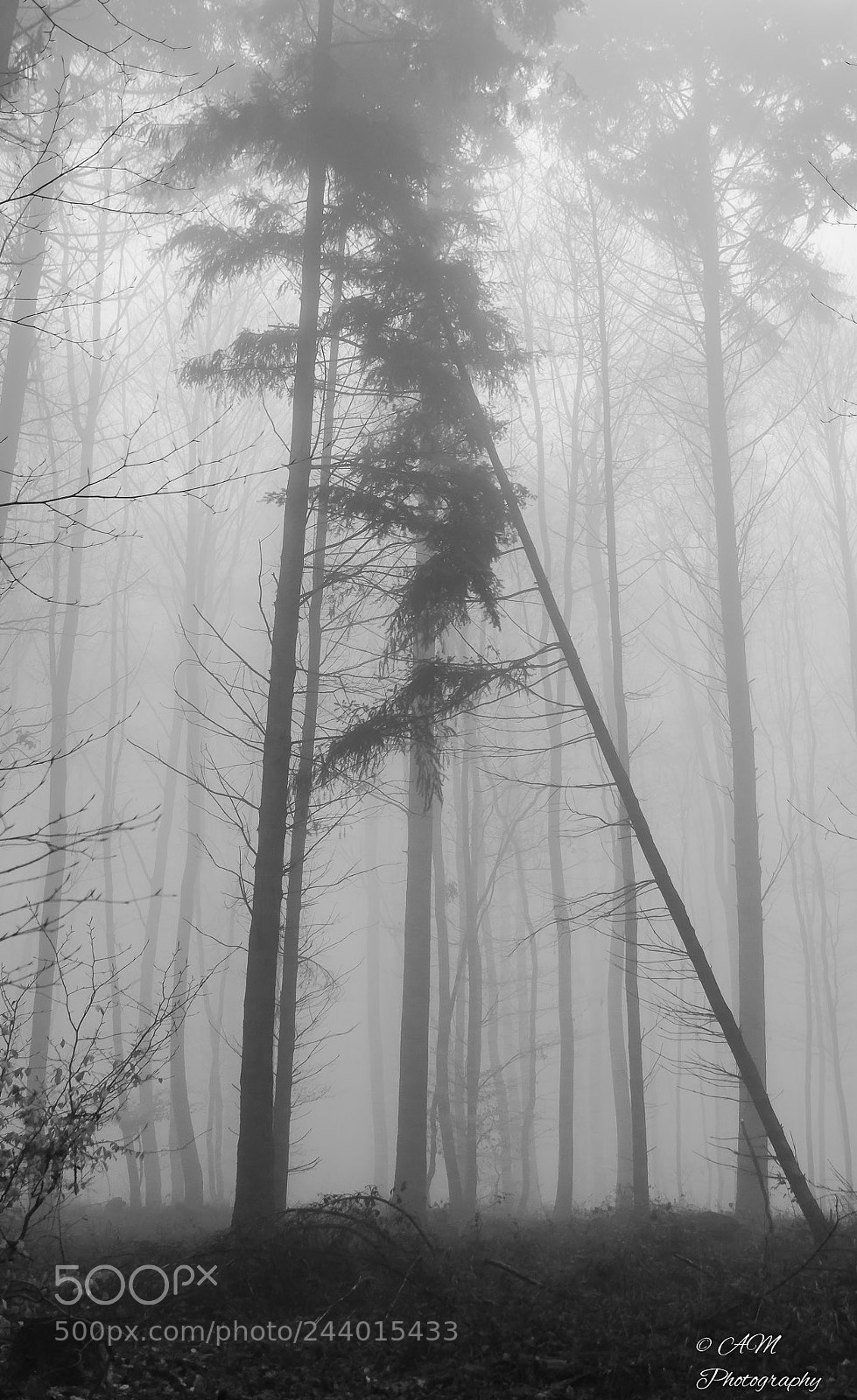 Nikon D5100 sample photo. Nebel im wald photography