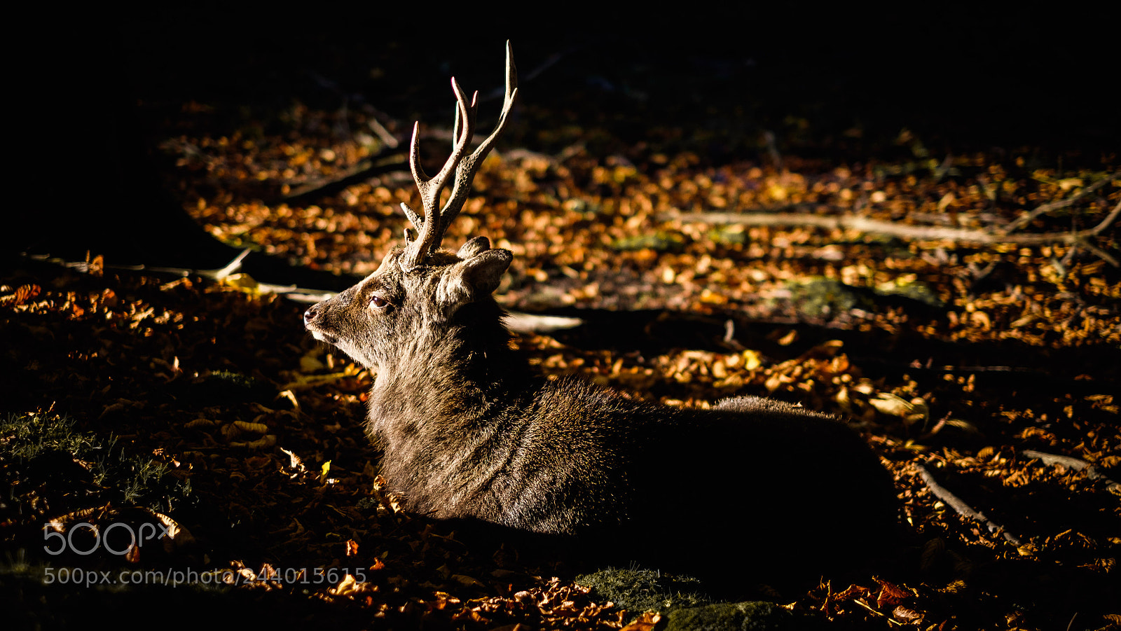 Fujifilm X-T10 sample photo. Autumn in aarhus, denmark photography