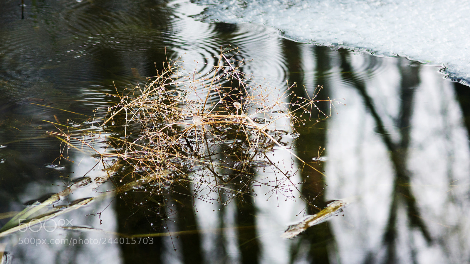 Sony SLT-A65 (SLT-A65V) sample photo. Untitled photography