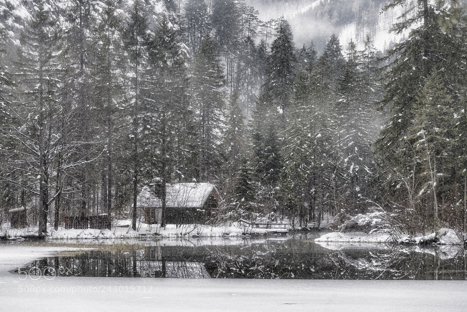 Nikon D810 sample photo. Forest scenes (12) photography