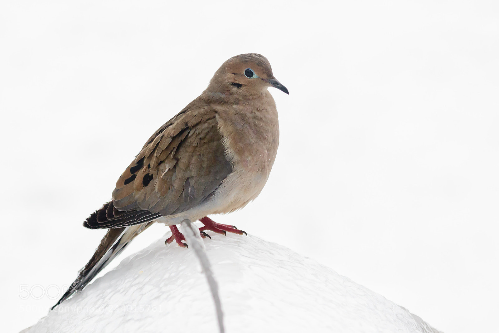 Canon EOS 7D Mark II sample photo. Mourning dove on ice photography