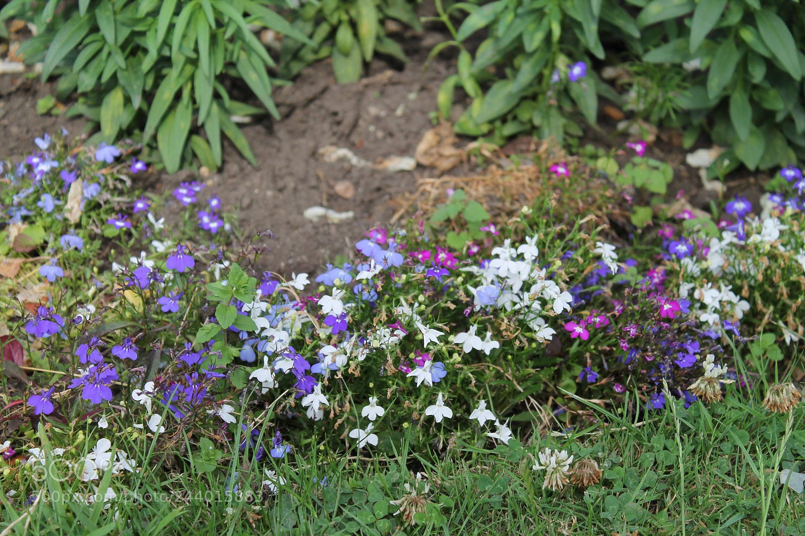 Canon EOS 1100D (EOS Rebel T3 / EOS Kiss X50) sample photo. Img photography