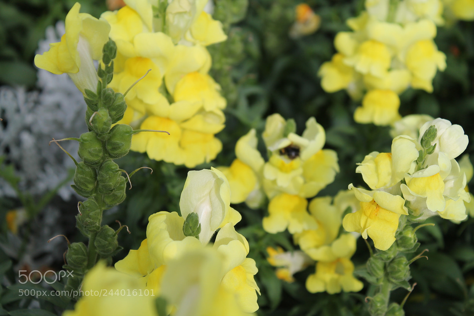 Canon EOS 1100D (EOS Rebel T3 / EOS Kiss X50) sample photo. Img photography