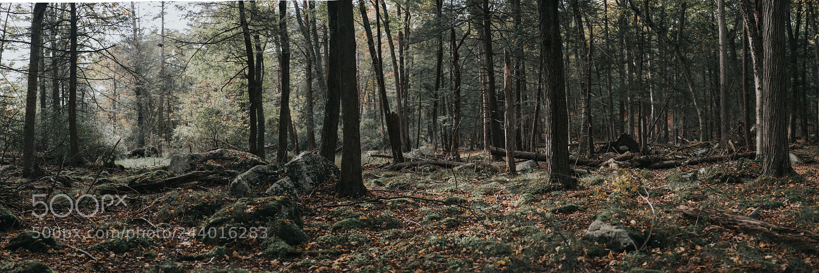 Fujifilm X-T2 sample photo. Inside the forest 03 photography