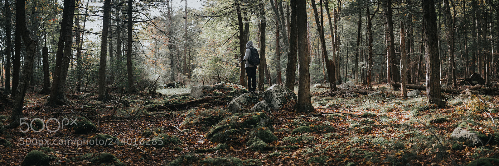 Fujifilm X-T2 sample photo. Inside the forest 04 photography