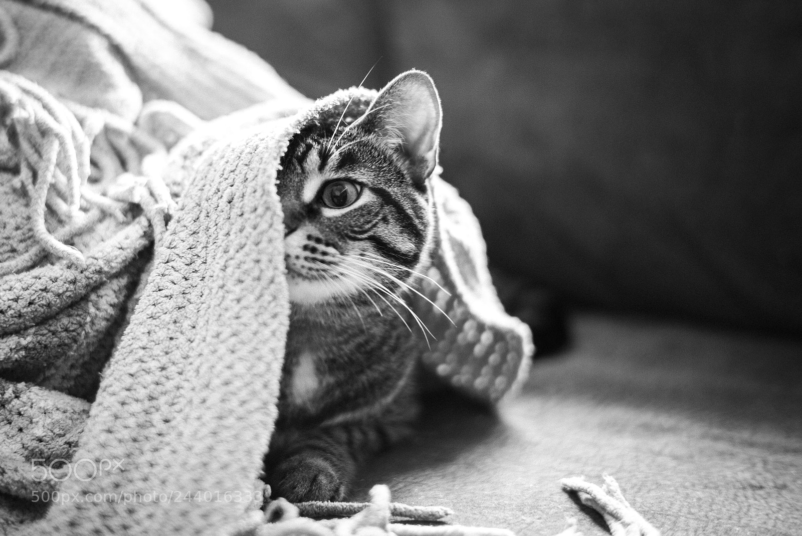 Leica M (Typ 240) sample photo. Peekaboo kitty photography