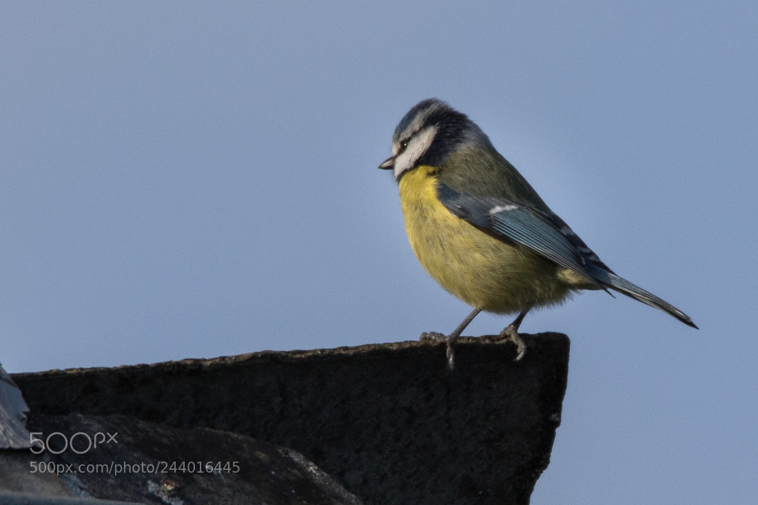Canon EOS 7D Mark II sample photo. Blue tit photography