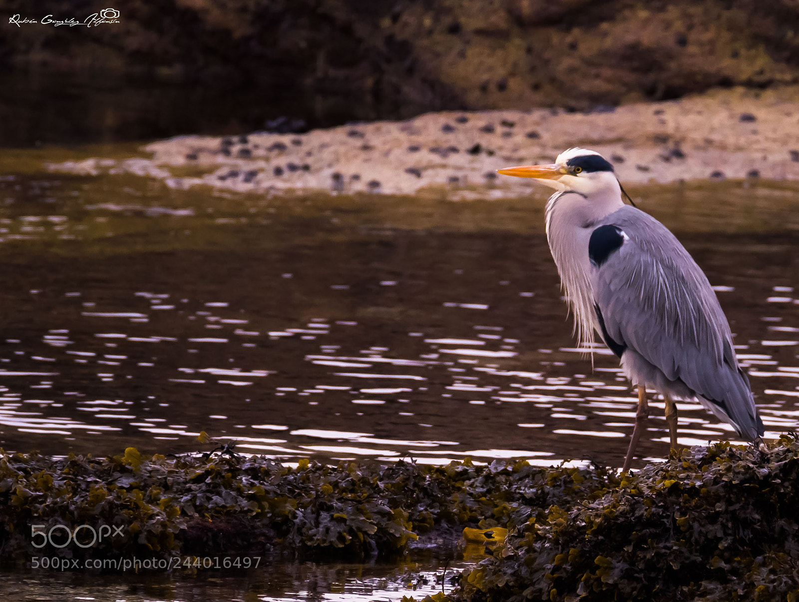 Nikon D810 sample photo. Ardea cinerea photography