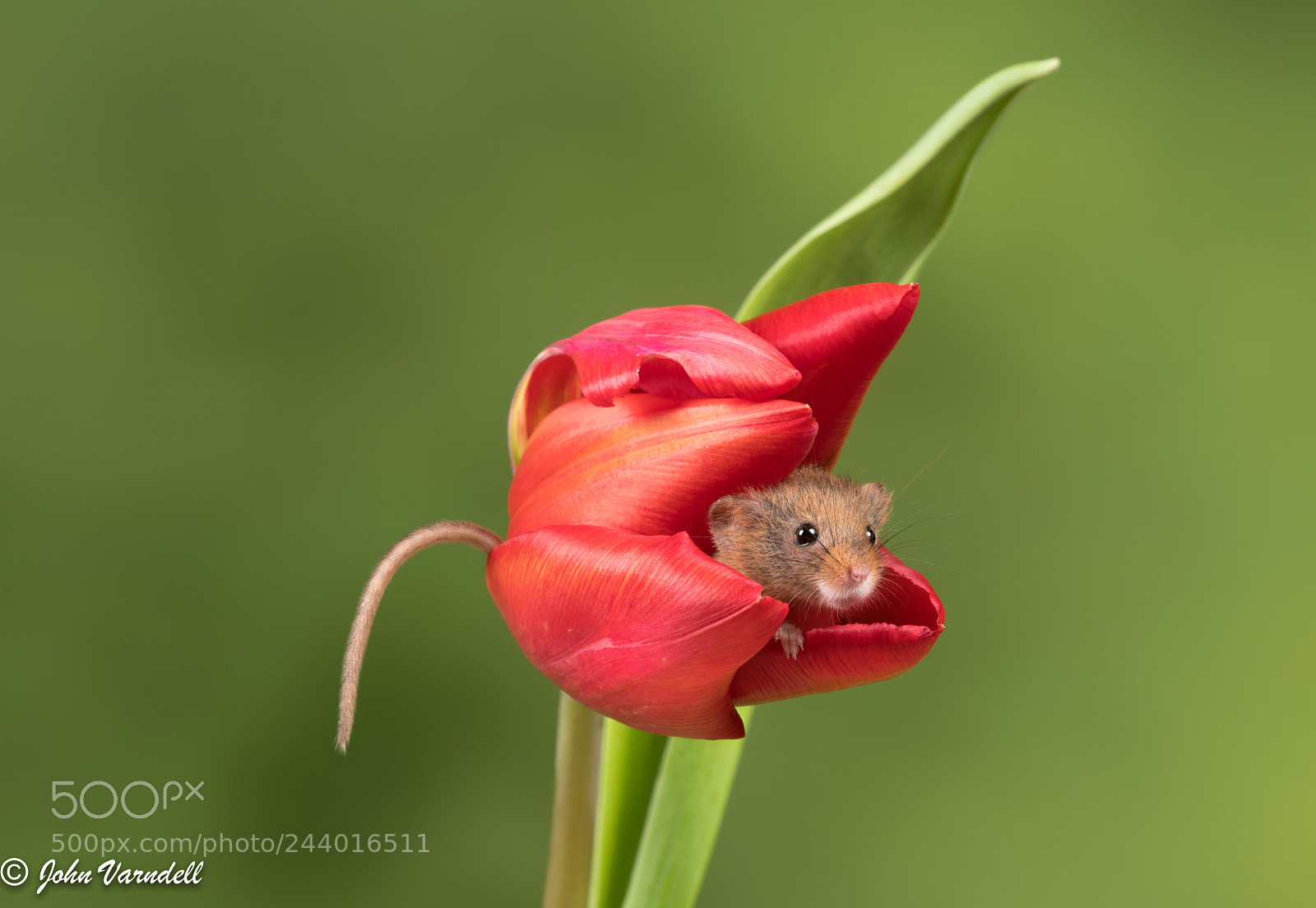 Nikon D850 sample photo. Harvest mouse checking the photography