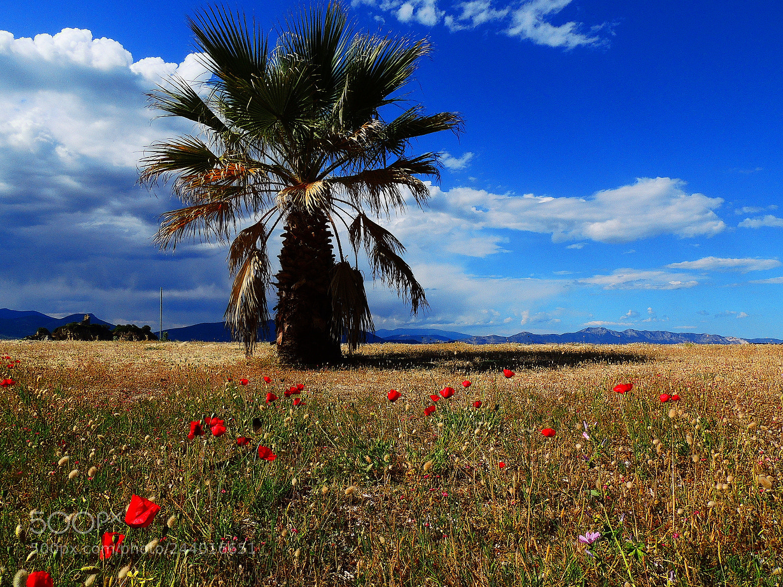 Nikon Coolpix P510 sample photo. Poppies ... ! photography