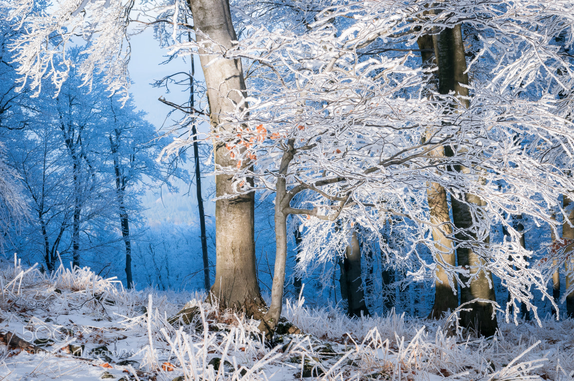 Nikon D300 sample photo. Frozen photography