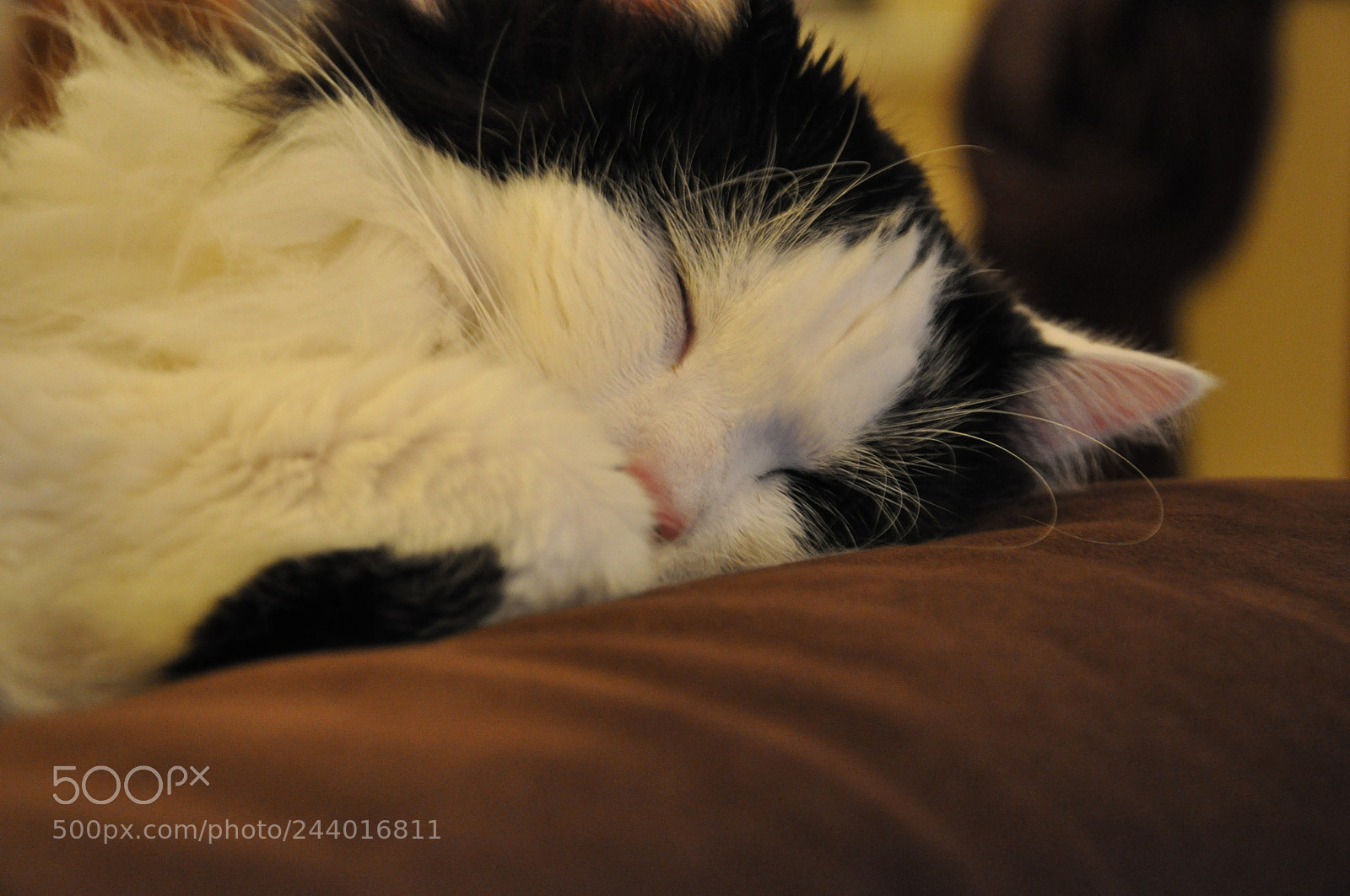 Nikon D90 sample photo. Sweet dreams photography