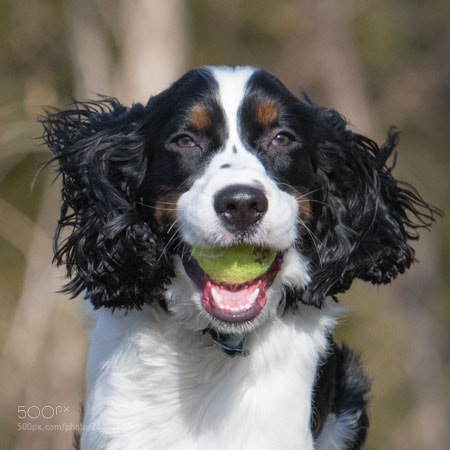 Nikon D850 sample photo. Hav'n a ball photography