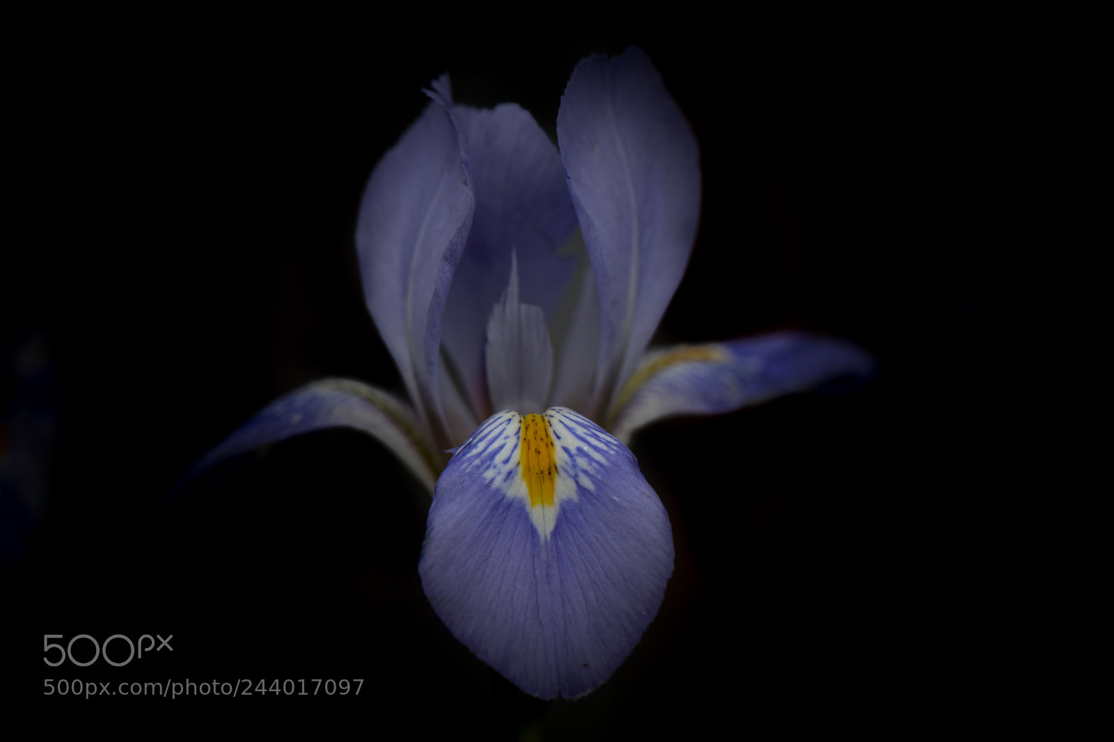 Nikon D500 sample photo. Iris photography