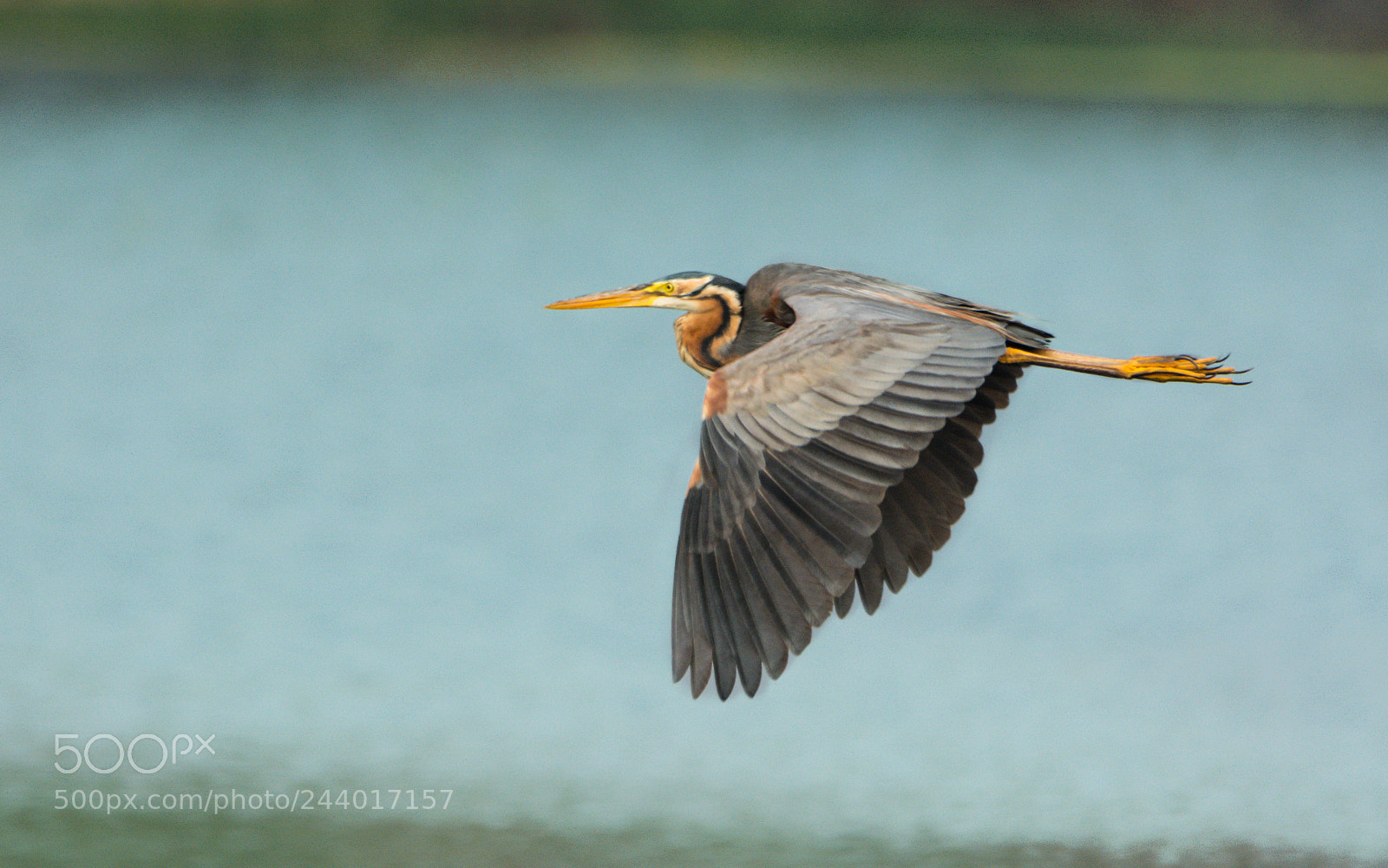 Nikon D7100 sample photo. Casual flyer photography