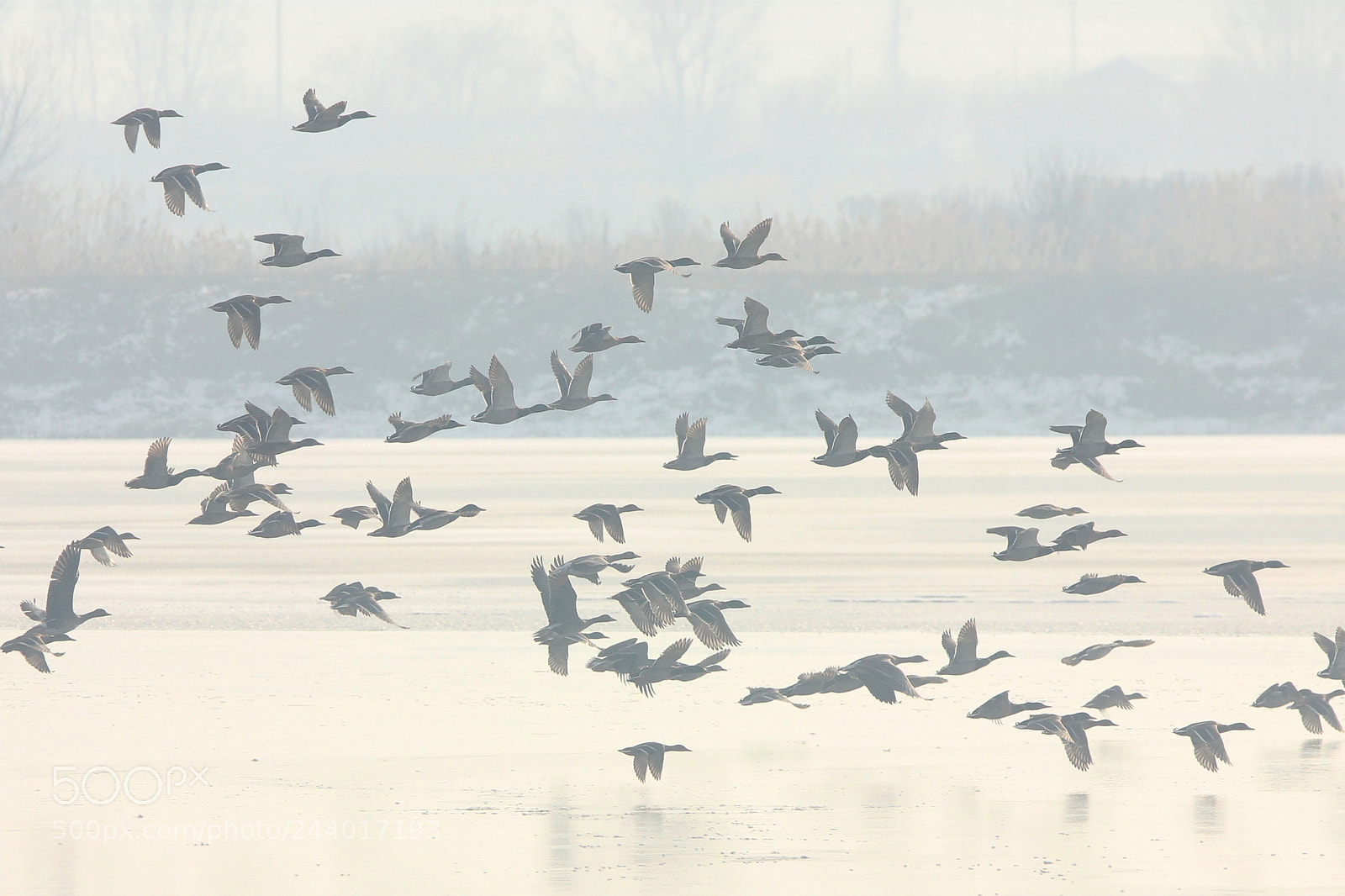 Canon EOS 550D (EOS Rebel T2i / EOS Kiss X4) sample photo. Winter on the lake photography