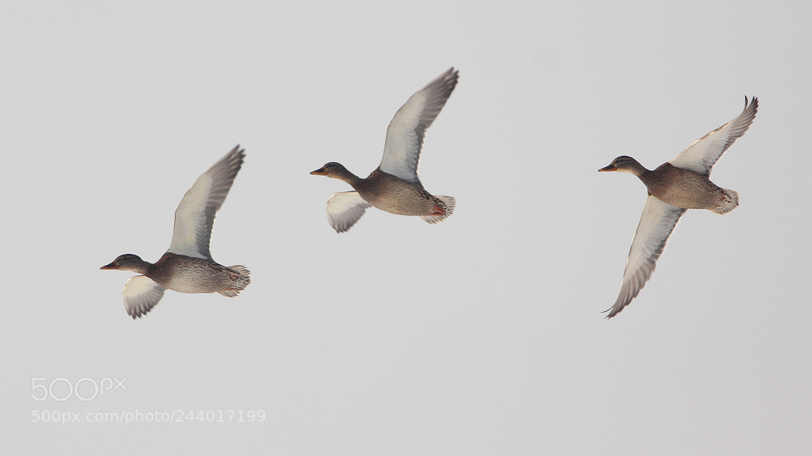 Canon EOS 550D (EOS Rebel T2i / EOS Kiss X4) sample photo. Wild ducks photography