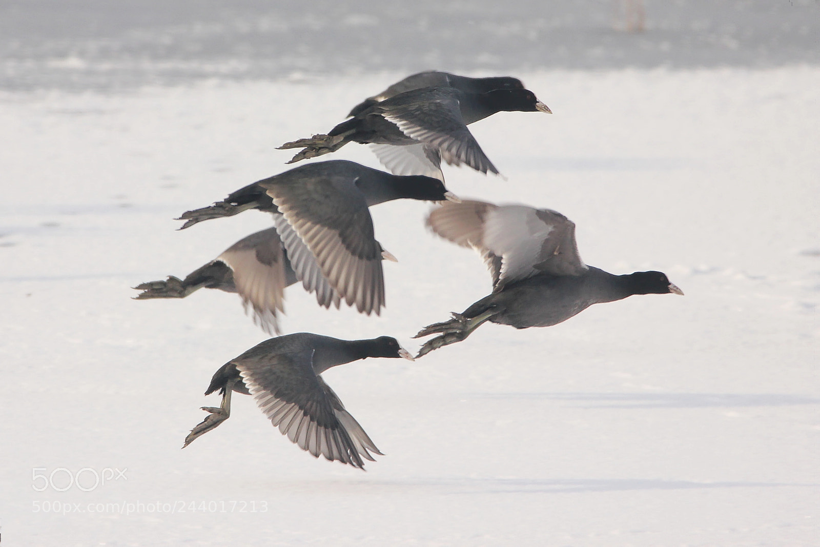 Canon EOS 550D (EOS Rebel T2i / EOS Kiss X4) sample photo. Coots flying photography