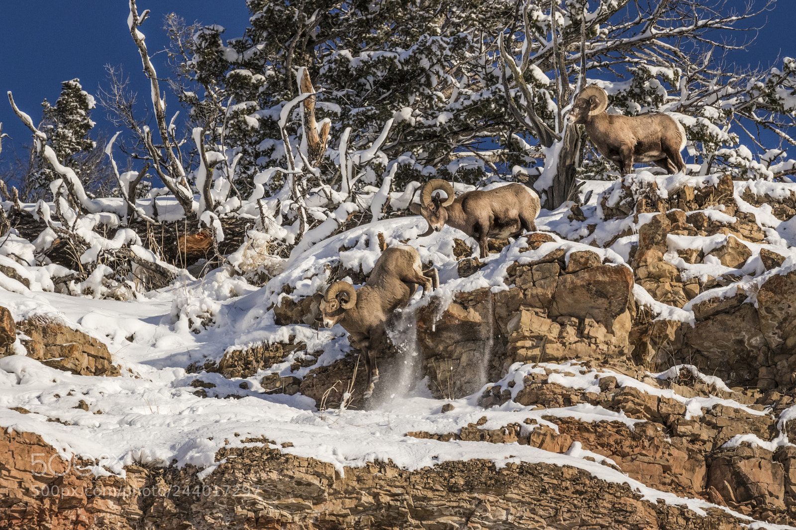 Canon EOS 7D Mark II sample photo. Bighorn sheep rams in photography