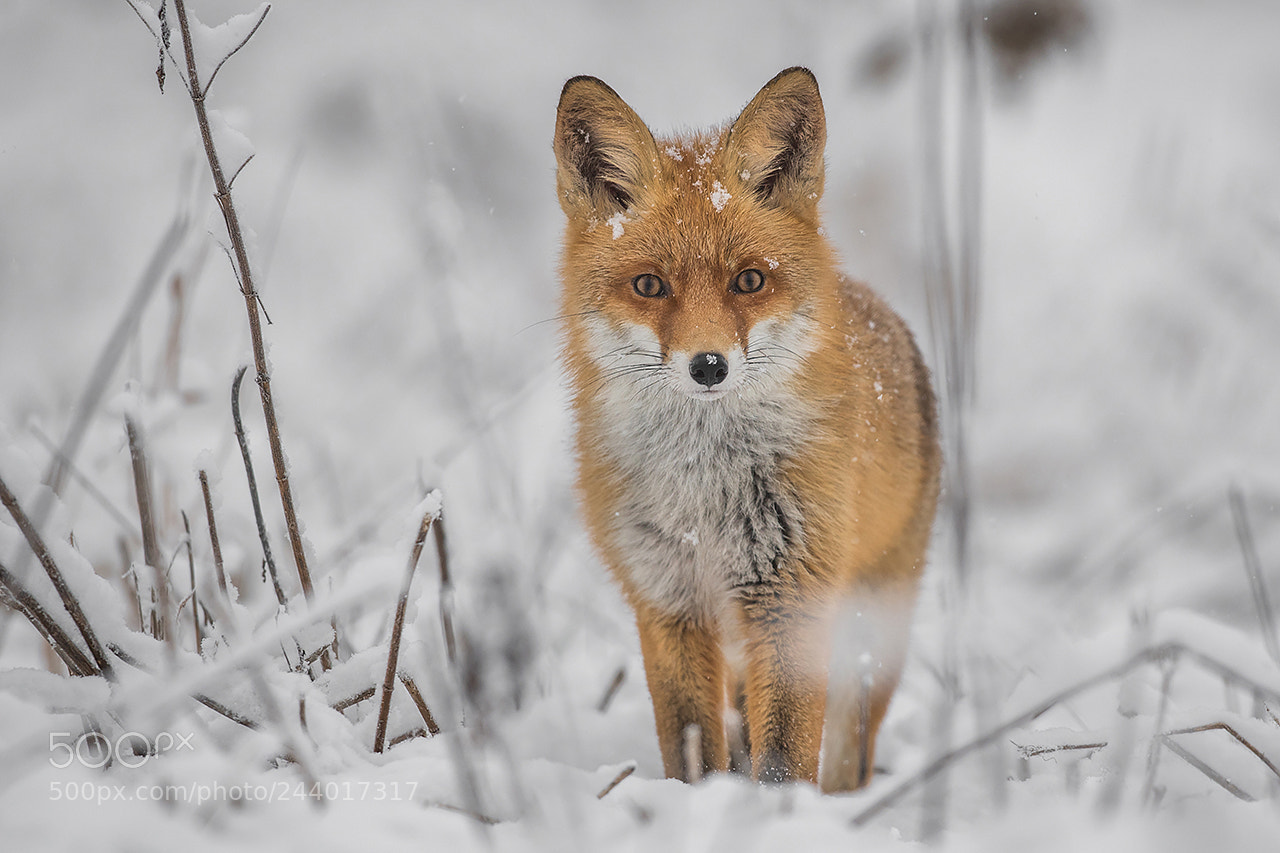 Nikon D500 sample photo. Fox photography