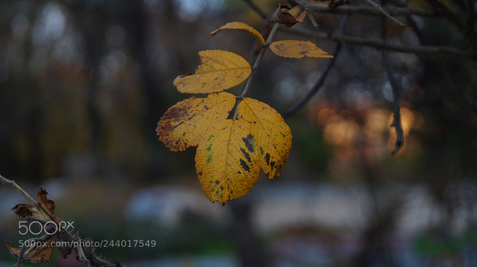 Sony SLT-A58 sample photo. І зноў восень photography