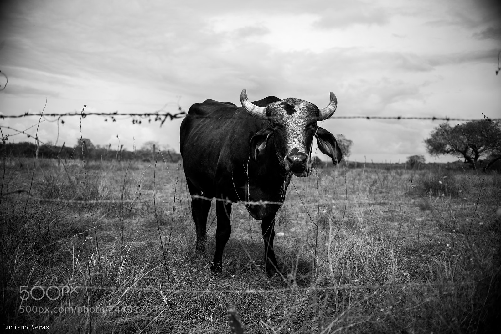 Nikon D610 sample photo. Boi da cara preta photography