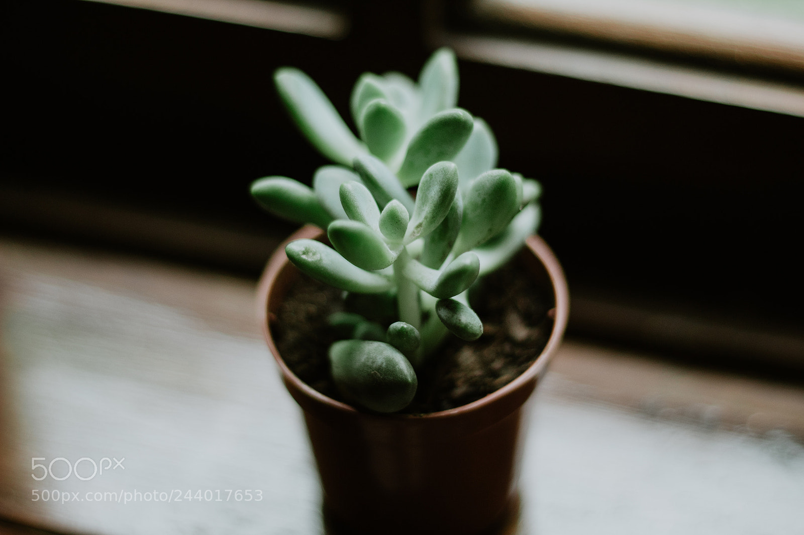 Canon EOS 1300D (EOS Rebel T6 / EOS Kiss X80) sample photo. Sedum carnicolor acredito que photography