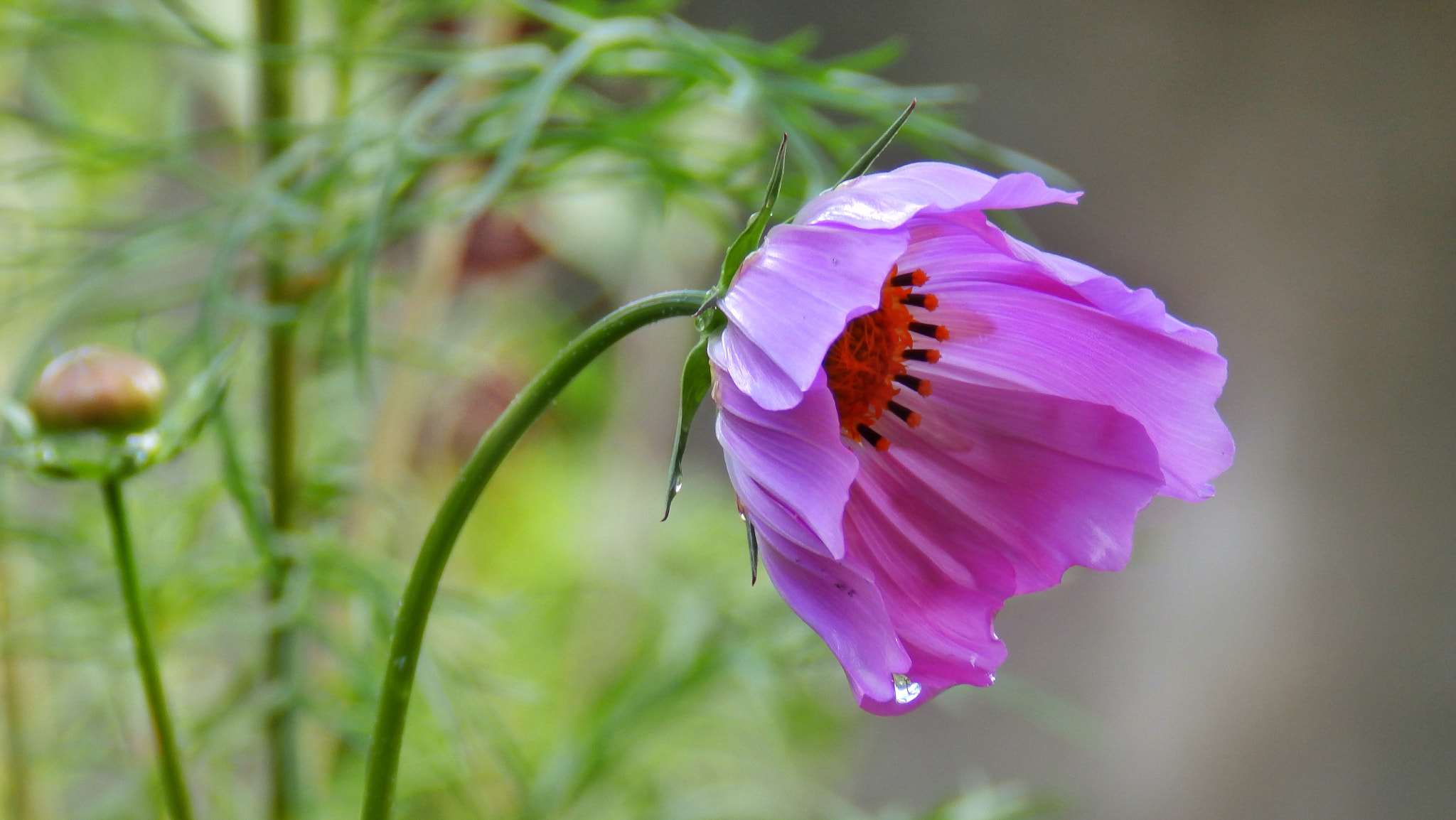 Olympus SP-820UZ sample photo. Flower photography