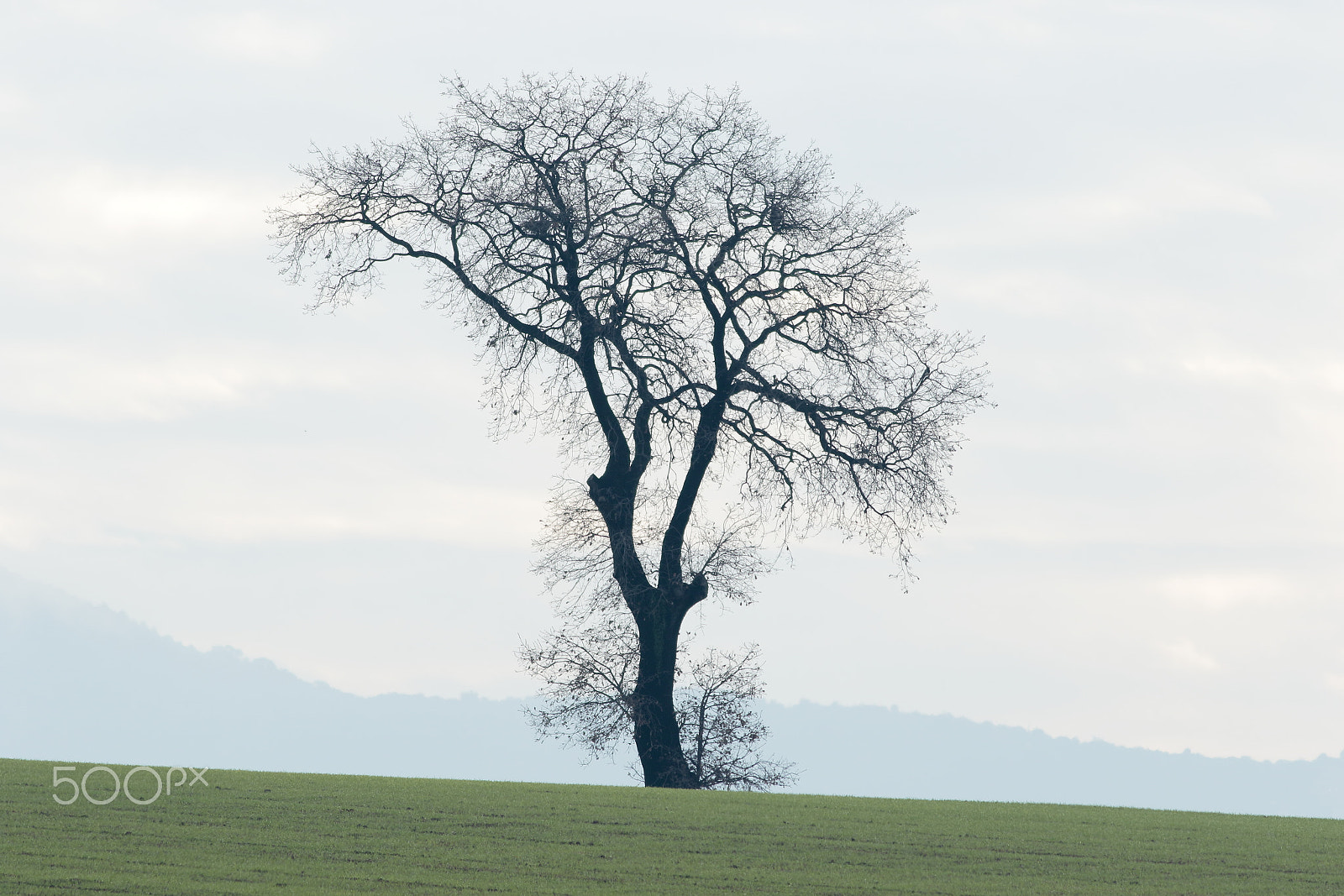 Canon EF 400mm F5.6L USM sample photo. Lord of the field photography
