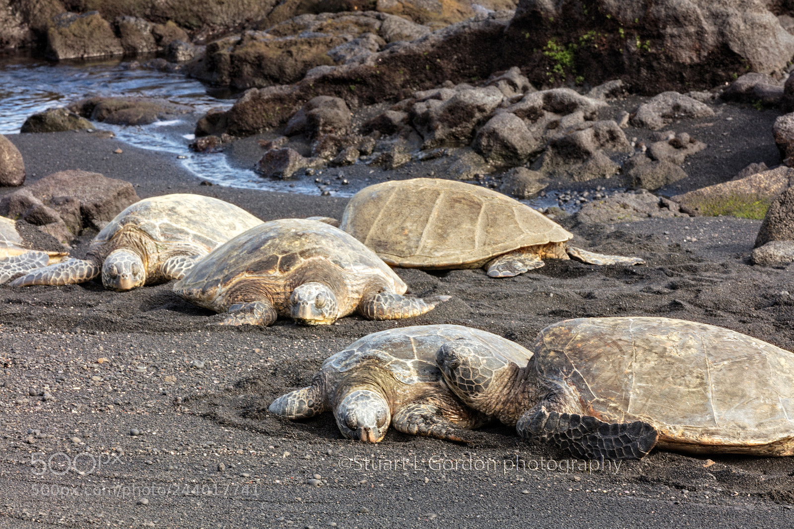 Canon EOS 5DS R sample photo. Honu on black sand photography