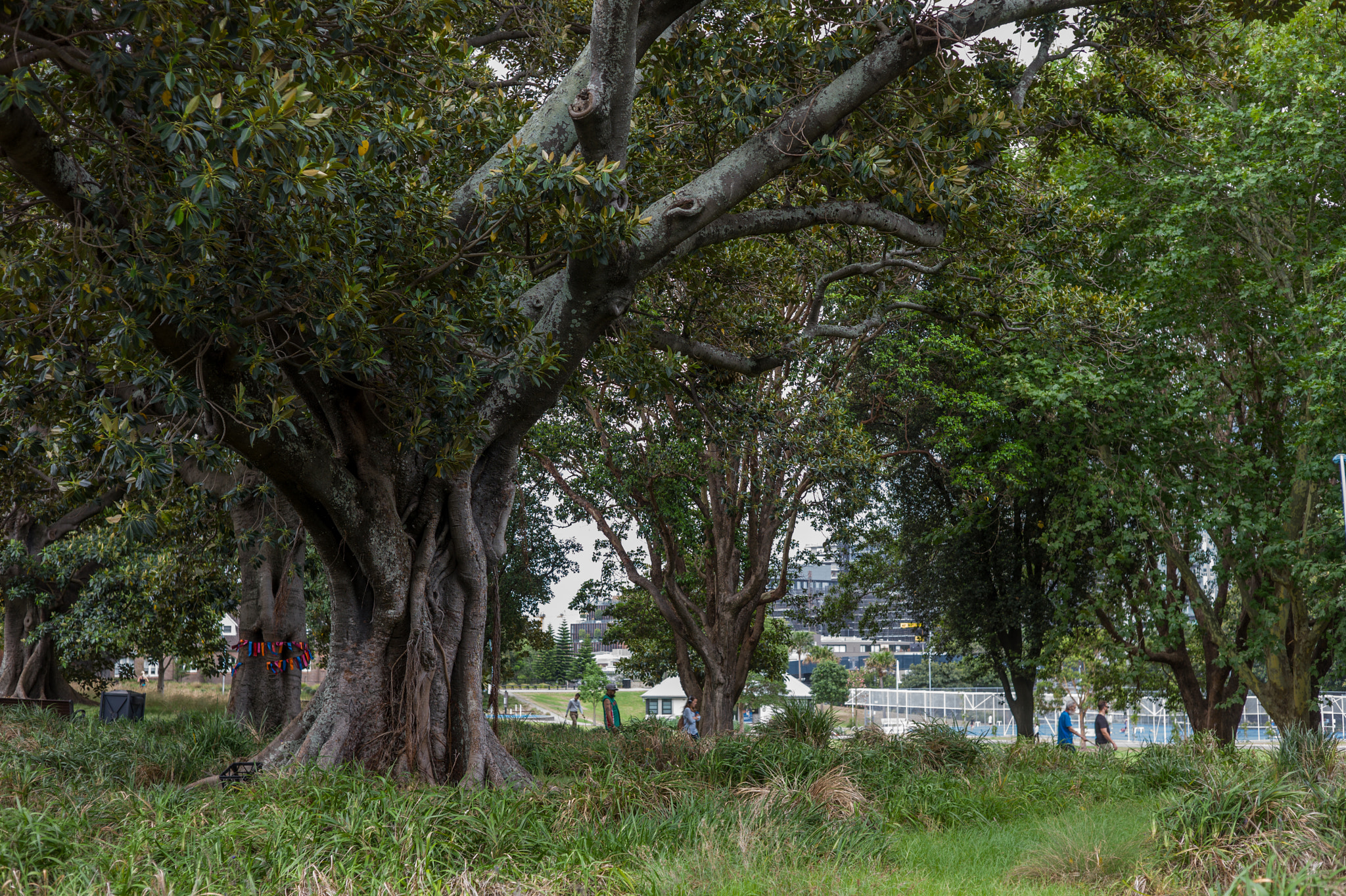 Summicron-M 50mm f/2 (III) sample photo. In prince alfred park photography