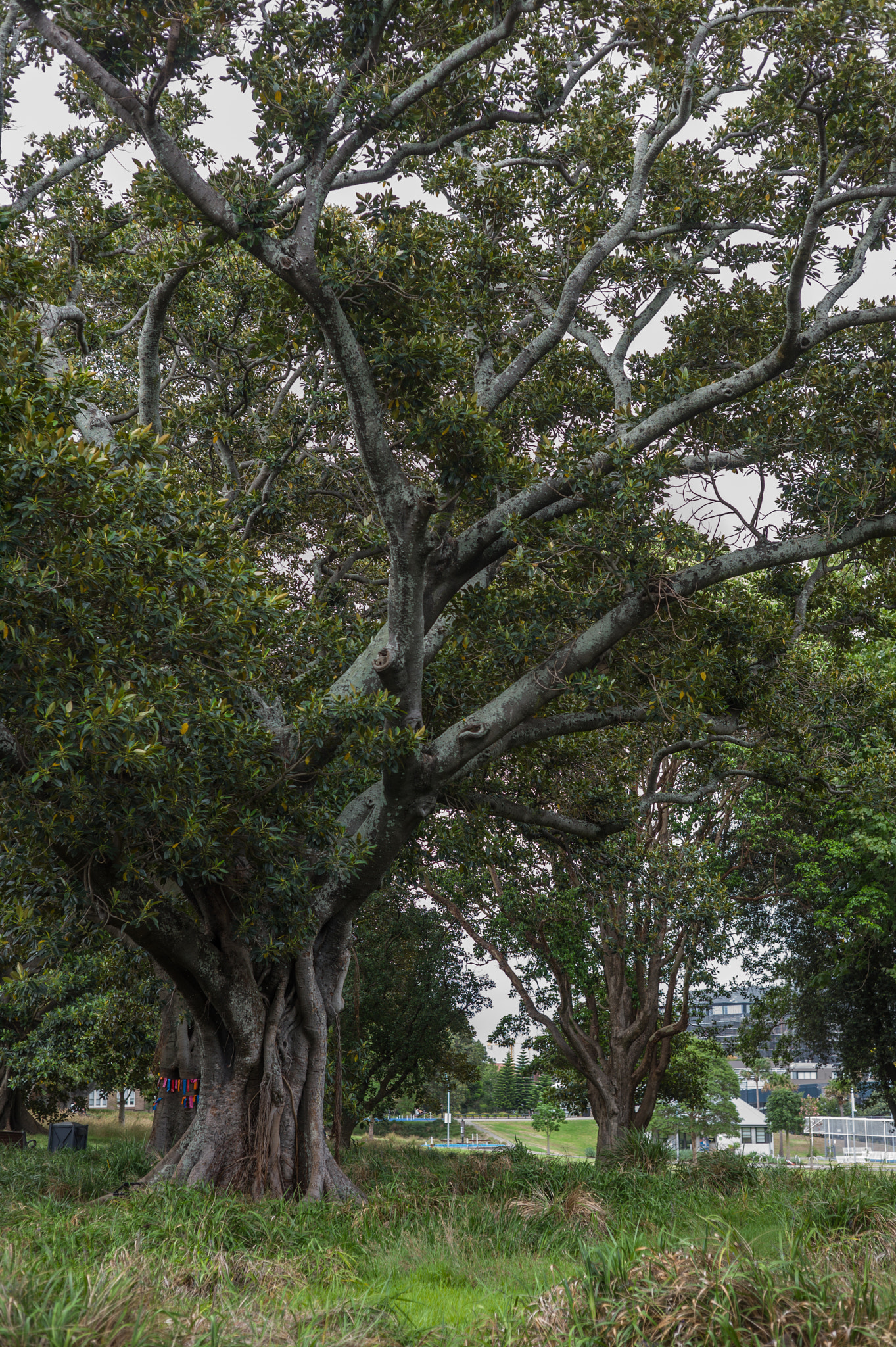 Summicron-M 50mm f/2 (III) sample photo. In prince alfred park photography