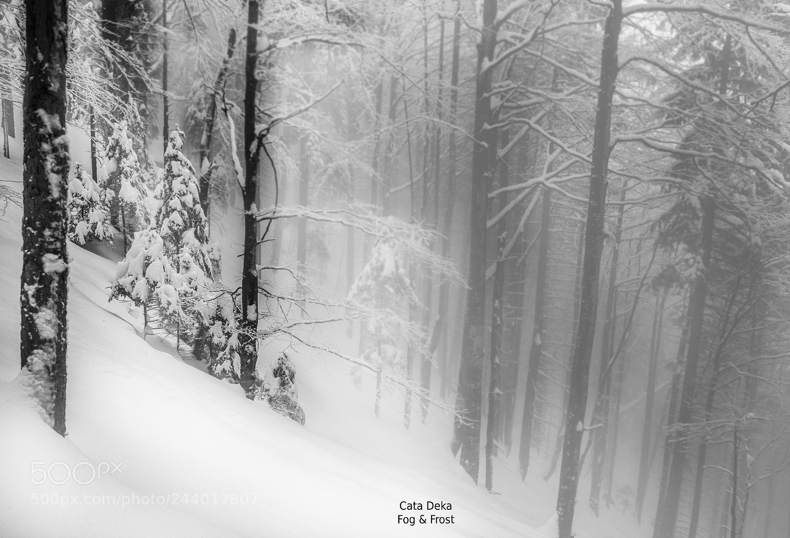 Nikon D90 sample photo. Fog&frost photography