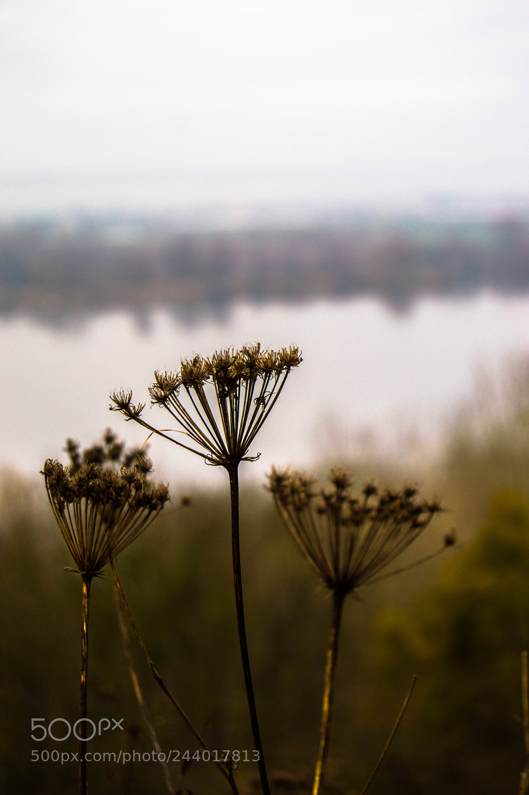Nikon D3200 sample photo. Green in january photography