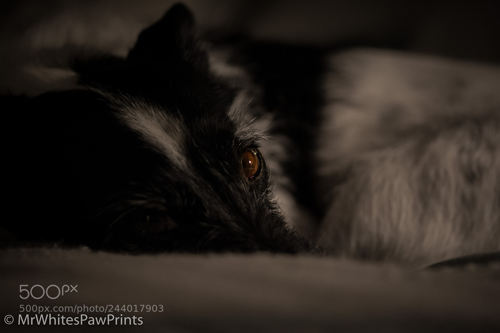 Nikon D7100 sample photo. Bedtime for nibbler photography