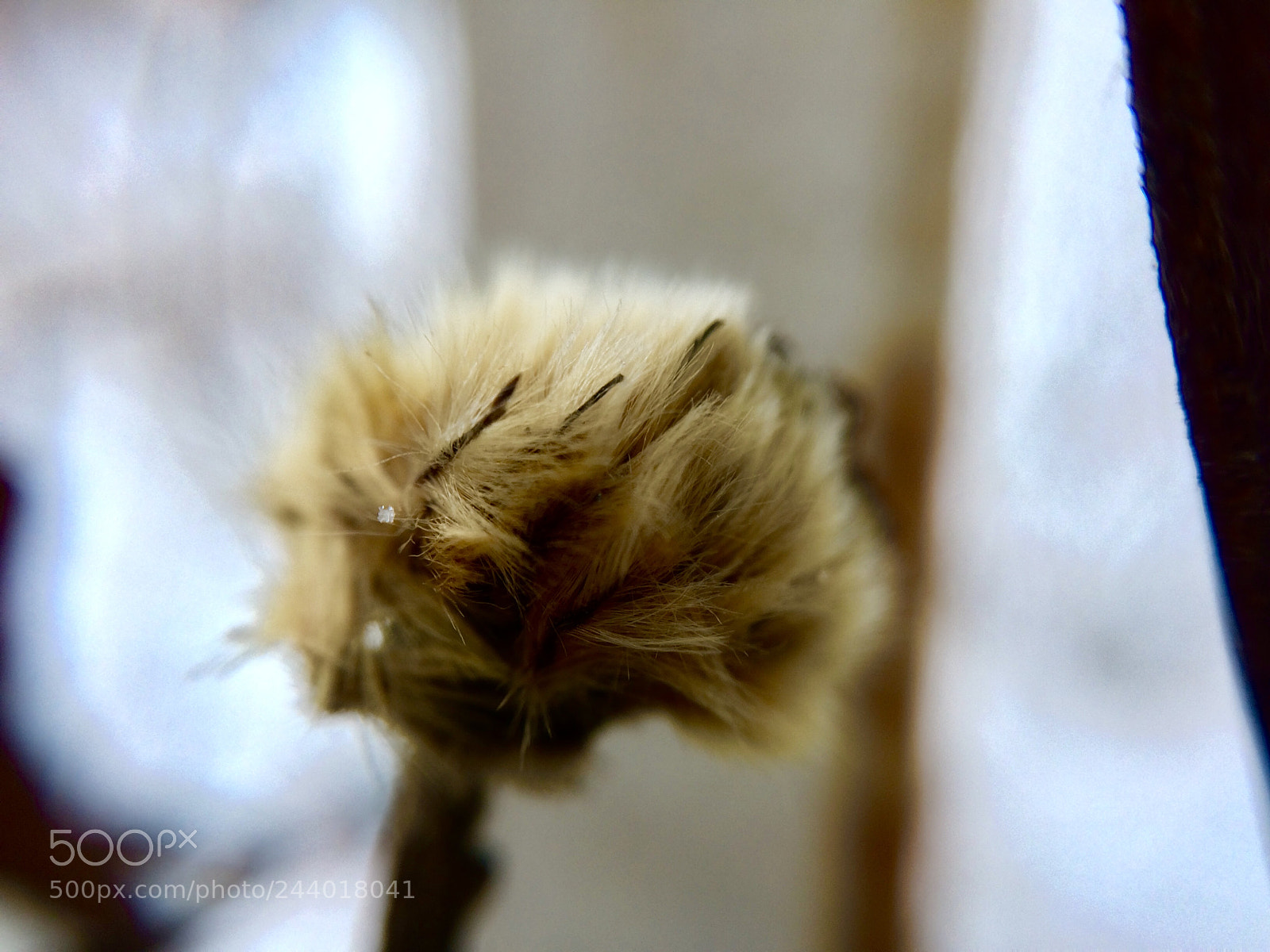 Apple iPhone 5s sample photo. Dead flower photography