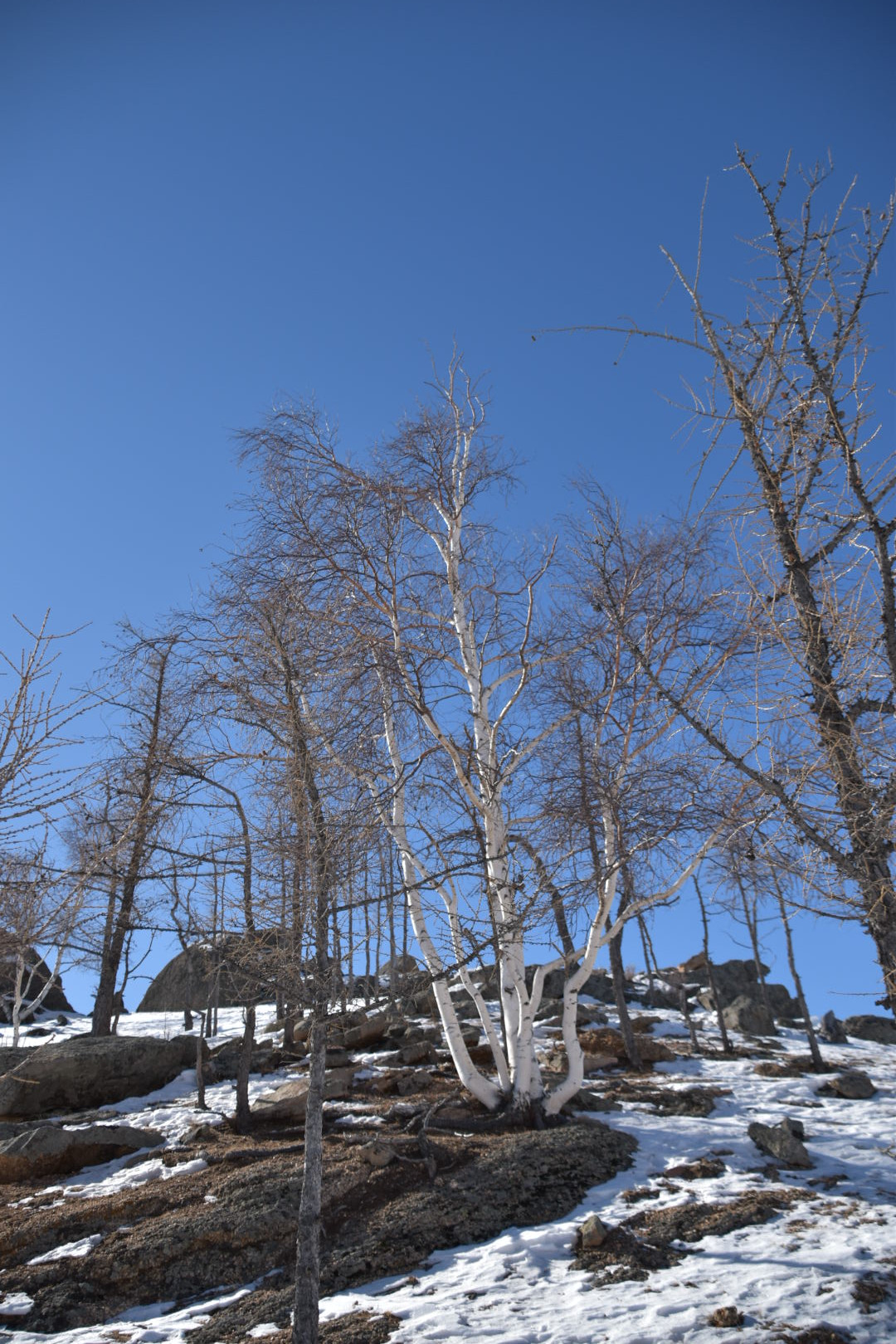 Nikon D5500 sample photo