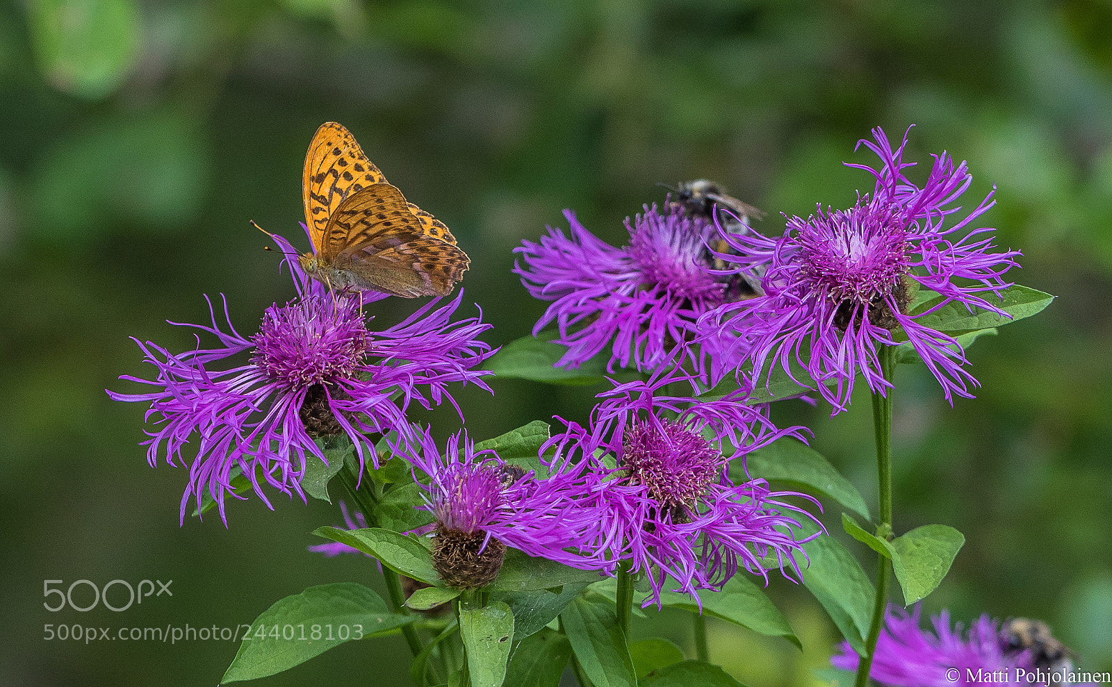 Canon EOS 7D Mark II sample photo. Butterfly photography