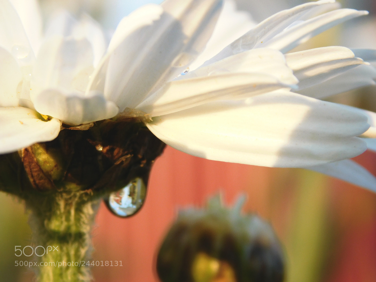 Nikon Coolpix L840 sample photo. Daisy and sunlight photography